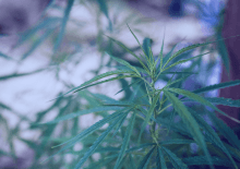 Arizona Marijuana Tax Revenue 2025.png