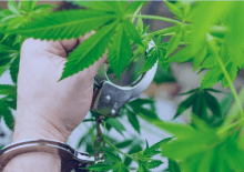 How Many Marijuana Arrests in Arizona.png